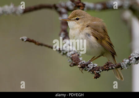 Struikrietzanger op een takje met korstmos. Blyth's Reed Warbler on a twig with lichen. Stock Photo