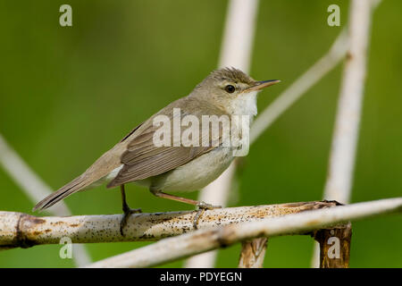 Een Struikrietzanger zittend op een rietstengel. A Blyth's Reed Warbler sitting on a reed stem. Stock Photo