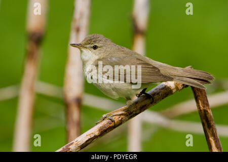 Een Struikrietzanger zittend op een rietstengel. A Blyth's Reed Warbler sitting on a reed stem. Stock Photo