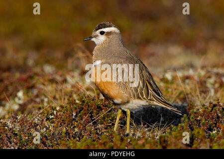 Morinelplevier in het veld. Dotterel in the field. Stock Photo