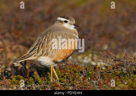 Morinelplevier in het veld. Dotterel in the field. Stock Photo