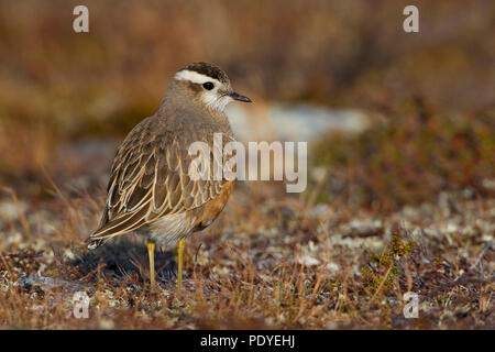 Morinelplevier in het veld. Dotterel in the field. Stock Photo