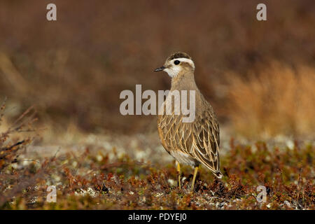 Morinelplevier in het veld. Dotterel in the field. Stock Photo