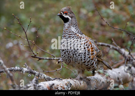 Hazelhoen op uitlopende berkenboom. Hazel Grouse on a sprouting birch. Stock Photo