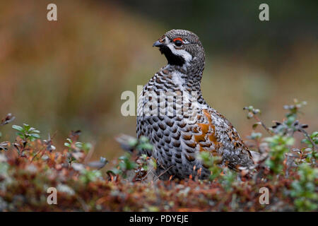 Hazelhoen tussen bessenstruiken. Hazel Grouse in the midst of berry bush. Stock Photo