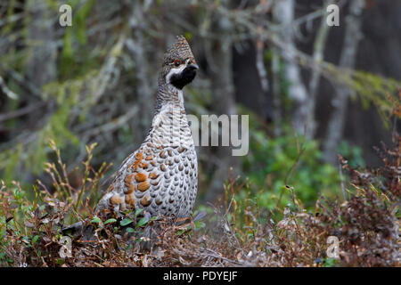 Hazelhoen tussen bessenstruiken. Hazel Grouse in the midst of berry bush. Stock Photo