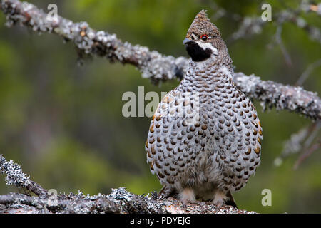 Hazelhoen op een tak met korstmos. Hazel Grouse sitting on a twig with lichen. Stock Photo