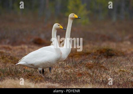 Twee wilde zwanen naast elkaar staand.Two Whooper swans staying side by side. Stock Photo