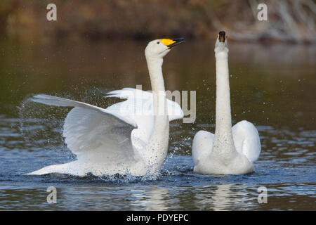 Koppel wilde zwanen met paringsritueel.A pair of Whooper Swans with courtship display. Stock Photo