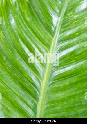 Closeup of the fresh green leaf with teh blur focus in the botanical garden. Stock Photo