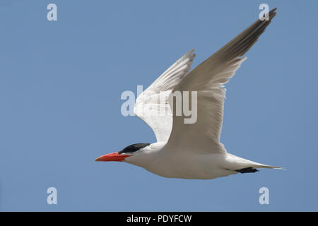 Caspian Tern flying; Sterna caspia; Vliegende Reuzenstern Stock Photo