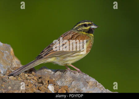 Cirl Bunting on rock; Emberiza cirlus; Cirl Gors op rots. Stock Photo