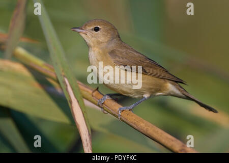 Tuinfluiter; Garden Warbler; Sylvia borin Stock Photo