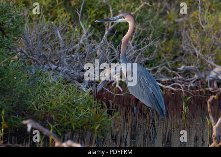 Goliath reiger of reuzenreiger; Goliath Heron; Ardea goliath Stock Photo