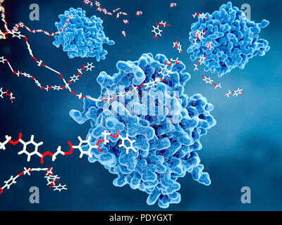 PETase enzymes (blue) breaking down plastic, illustration. PETase is a bacterial enzyme that breaks down PET (polyethylene terephthalate) plastics (red and white, left) to monomeric molecules (upper right). The whole bacterial degradation process yields terephtalic acid and ethylene glycol, which are environmentally harmless. Stock Photo