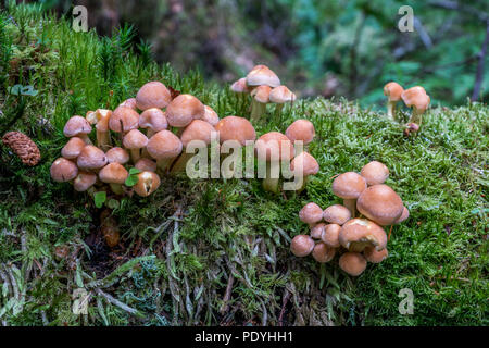 Conifer Tuft or Hypholoma Capnoides. Stock Photo