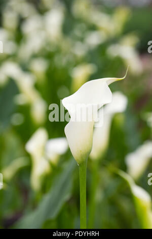 Zantedeschia 'Black eyed lady' flowers. Stock Photo