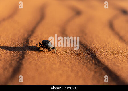 Close up of black beetle in desert sand dune with ripple pattern,Namib Naukluft National Park Namibia Stock Photo