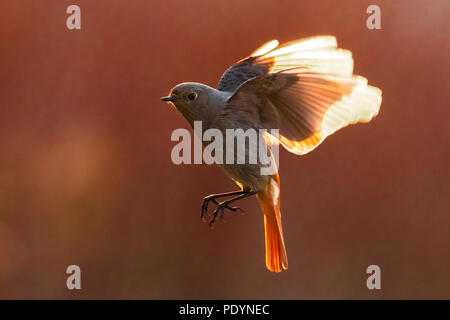 Black Redstart (Phoenicurus ochruros) female hovering in backlight Stock Photo