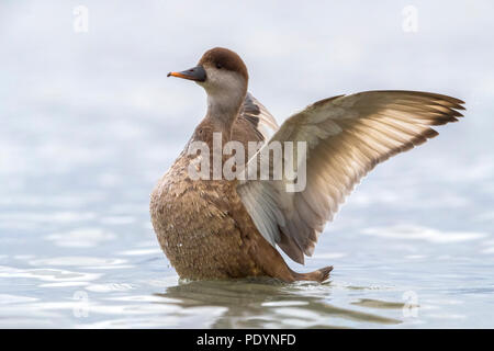 Red-crested Pochard; Netta rufina Stock Photo