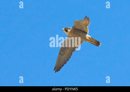 Flying adult Peregrine (Falco peregrinus) against blue sky Stock Photo