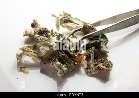 Psychedelic mushrooms isolated on a white background with silver tweezers. Stock Photo