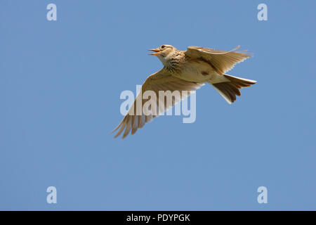 Common Skylark singing and flying; Alauda arvensis; Veldleeuwerik zingend en vliegend Stock Photo