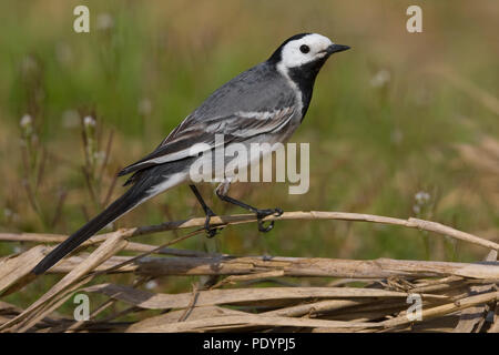 White Wagtail; Motacilla alba; Witte Kwikstaart Stock Photo