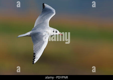 Volwassen kokmeeuw in winterkleed vliegend. Adult Black-headed gull in winter plumage flying. Stock Photo