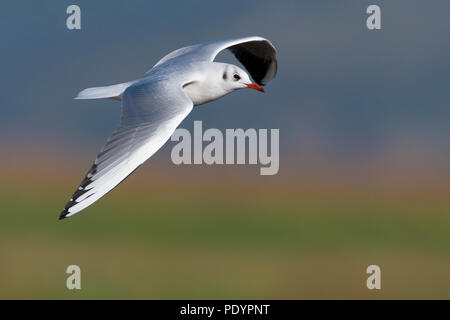 Volwassen kokmeeuw in winterkleed vliegend. Adult Black-headed gull in winter plumage flying. Stock Photo