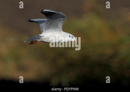 Volwassen kokmeeuw in winterkleed vliegend. Adult Black-headed gull in winter plumage flying. Stock Photo