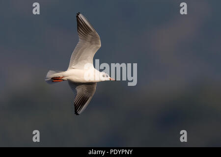 Volwassen kokmeeuw in winterkleed vliegend. Adult Black-headed gull in winter plumage flying. Stock Photo