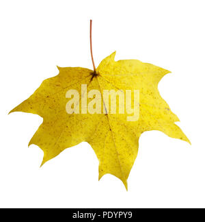 colorful autumn maple leaf isolated on white background Stock Photo