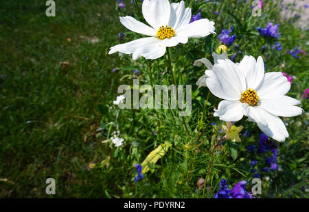 two white flowers at meadow Stock Photo