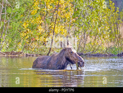 Female Moose Feeding on Pond Vegetation in the Moose Ponds in Grand Tetons National Park in the Fall Stock Photo