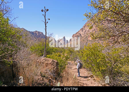 Hiker looking at the remains of a century plant stalk in Big Bend National Park in Texas Stock Photo