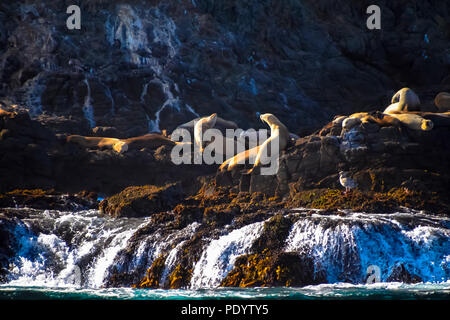 Seals and sea lions sunning themselves on the rocks of Anacapa Island in the Channel Islands National Park, California Stock Photo