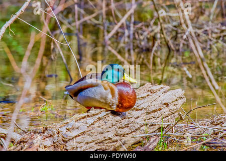 A colorful male mallard duck sitting on a log Stock Photo