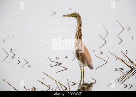 Portrait of bird - Chinese Pond Heron  (Ardeola bacchus) Stock Photo