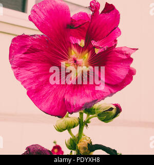 Magenta Petunia with Star Centre Stock Photo