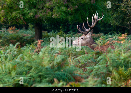 A Red Deer (Cervus elaphus) in a forest clearing in Scotland, visible only from the shoulder up. Stock Photo