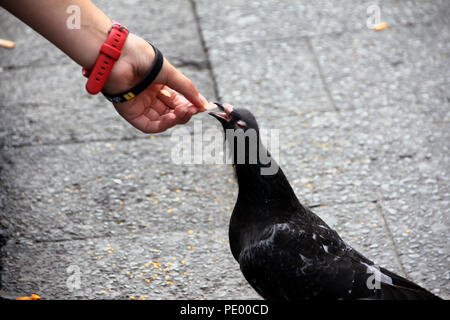 Girl feeding a pigeon in Antwerp, Belgium Stock Photo