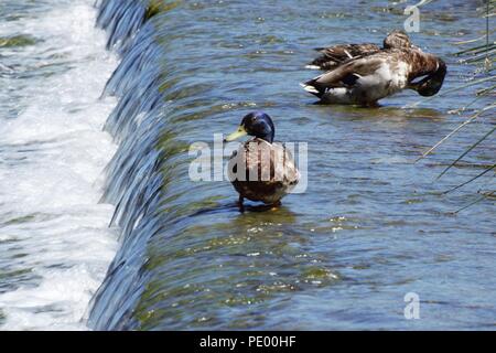 The Jolley Sailor Saltford Stock Photo