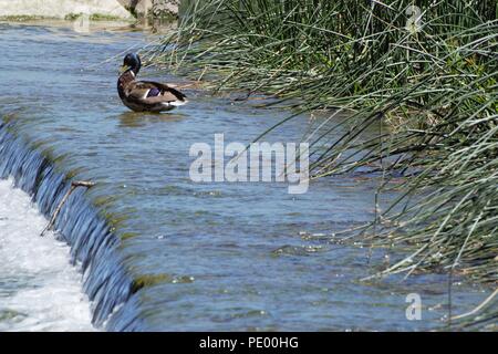 The Jolley Sailor Saltford Stock Photo