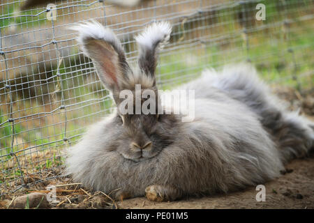 portrait of a beautiful gray angora rabbit with long ears Stock Photo ...
