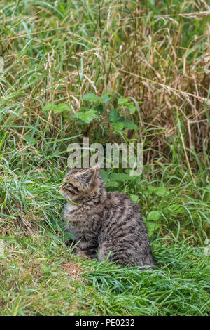 Scottish wildcat kitten (Felis silvestris grampia), or Highland tiger Stock Photo