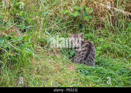 Scottish wildcat kitten (Felis silvestris grampia), or Highland tiger Stock Photo