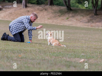 4 month old Welsh Pembroke Corgi puppy on a walk with her male owner in the countryside, Oxfordshire, UK Stock Photo