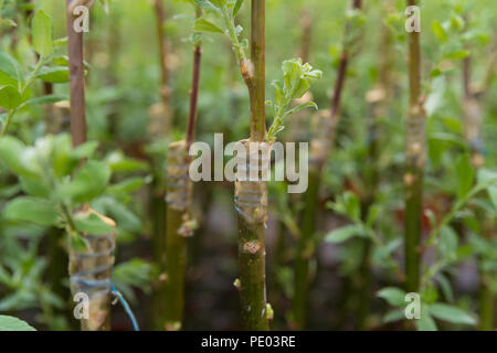 grafting on young willow trees in a greenhouse Stock Photo