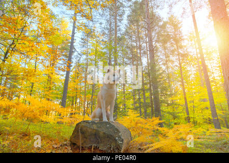 Funny Japanese Dog Akita Inu puppy in autumn forest Stock Photo